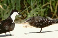 Sooty Tern - Sterna fuscata