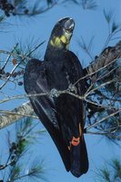 Glossy Black-Cockatoo - Calyptorhynchus lathami