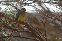 Mulga Parrot - Psephotus varius