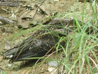 Blackish Nightjar - Caprimulgus nigrescens