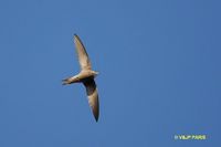 Pallid Swift - Apus pallidus