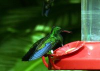 Steely-vented Hummingbird - Saucerottia saucerrottei