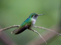 White-bellied Mountain-gem - Lampornis hemileucus