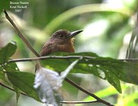 Brown Nunlet - Nonnula brunnea