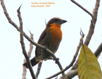 Scarlet-crowned Barbet - Capito aurovirens