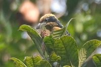 Brown-chested Barbet - Capito brunneipectus