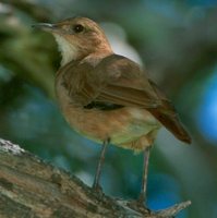 Rufous Hornero - Furnarius rufus