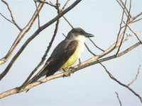 Thick-billed Kingbird - Tyrannus crassirostris