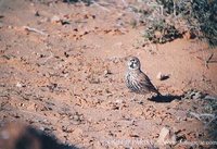 Thick-billed Lark - Ramphocoris clotbey