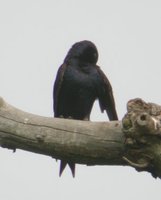 Purple Martin - Progne subis