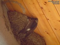 House Martin - Delichon urbica