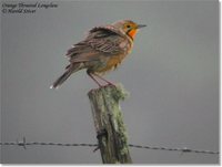 Orange-throated Longclaw - Macronyx capensis