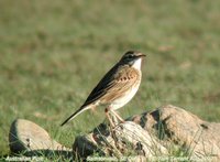 Australasian Pipit - Anthus novaeseelandiae