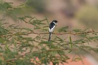 White-bellied Minivet - Pericrocotus erythropygius