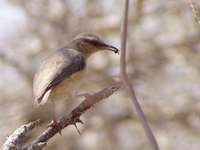 Cape Crombec - Sylvietta rufescens