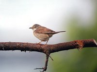 Greater Whitethroat - Sylvia communis