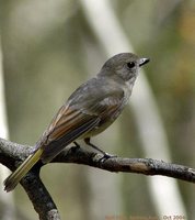 Golden Whistler - Pachycephala pectoralis