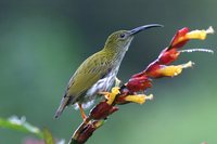 Streaked Spiderhunter - Arachnothera magna