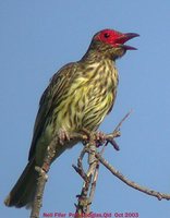 Green Figbird - Sphecotheres viridis