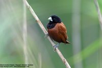 Chestnut Munia - Lonchura atricapilla