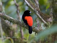 Cherrie's Tanager - Ramphocelus costaricensis