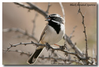 Black-throated Sparrow - Amphispiza bilineata