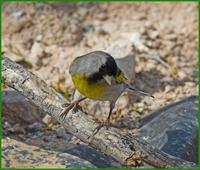 Lawrence's Goldfinch at Organ Pipe NM visitor center