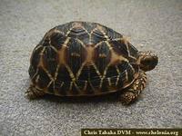Star Tortoise, Geochelone elegans (hatchling - India)