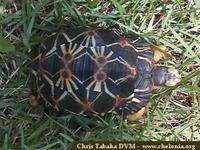 Radiated Tortoise, Geochelone radiata