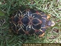 Radiated Tortoise, Geochelone radiata