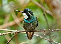 Gray-tailed Mountain-gem was ssp of White-throated Mountain-gem  