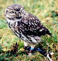 Little Owl