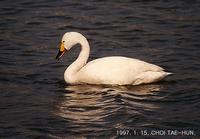 고니 (Bewick's Swan) Cygnus columbianus