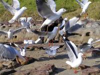 Silver Gulls