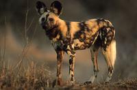 Wild Dog (Cape Hunting Dog), Lycaon pictus, Kruger National Park, South Africa (25910)