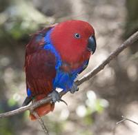 female Eclectus  Parrot (Eclectus roratus)