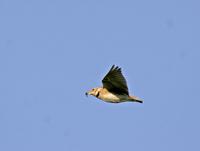 Bimaculated Lark, Melanocorypha bimaculuta