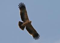 Spanish Imperial Eagle  in Cadiz province.                      Photo Stephen Daly 2006