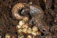 : Bolitoglossa hartwegi