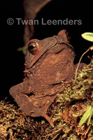 : Bufo coniferus