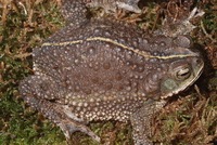 : Bufo fernandezae