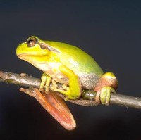 : Hyla meridionalis; Mediterranean Tree Frog