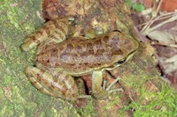 : Hylodes perplicatus