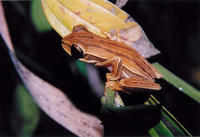 : Hypsiboas polytaenius
