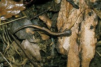 : Plethodon cinereus; Eastern Red-backed Salamander