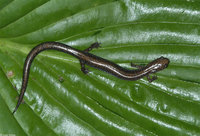 : Plethodon hoffmani; Valley And Ridge Salamander