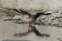 : Catharacta maccormicki; South Polar Skua