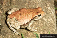 : Schismaderma carens; Red Toad