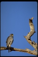 : Melierax poliopterus; Eastern Chanting-goshawk