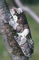 : Trachycephalus resinifictrix; Milk Frog (captive Bred)